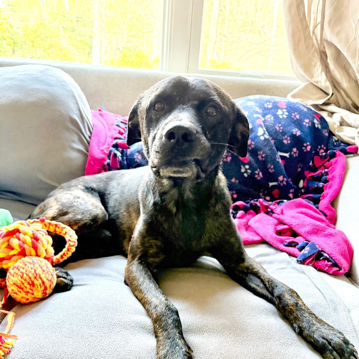 Zeus, a ADOPTABLE Mixed Breed in Weymouth, MA image 3/6