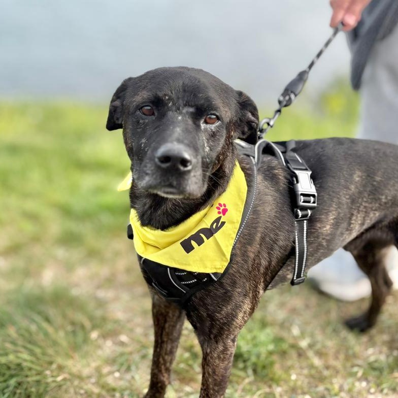 Zeus, a ADOPTABLE Mixed Breed in Weymouth, MA image 5/6