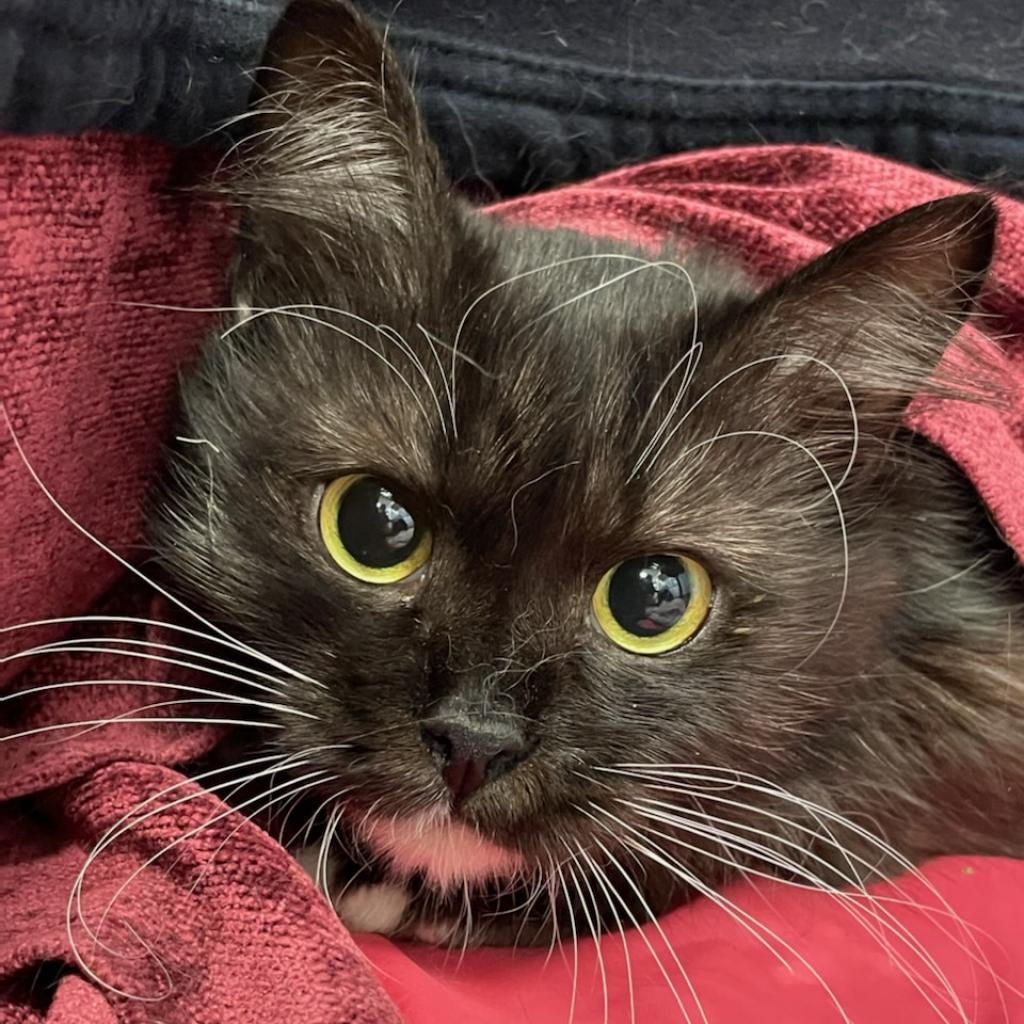 Petunia, Adoptable, Senior Female Domestic Long Hair.