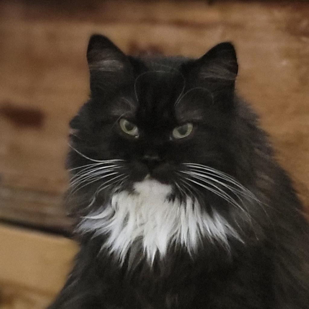 Enlarge Petunia, a Adoptable Domestic Long Hair in Fairport, NY image 2/6