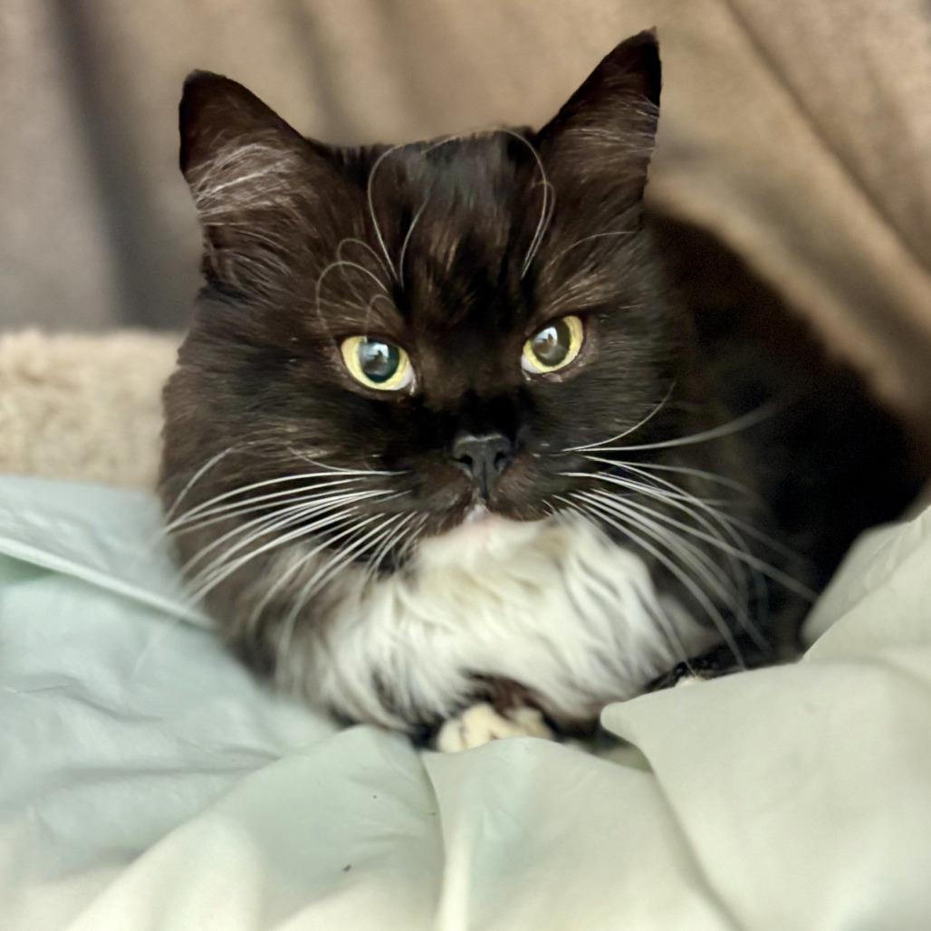 Enlarge Petunia, a Adoptable Domestic Long Hair in Fairport, NY image 3/6
