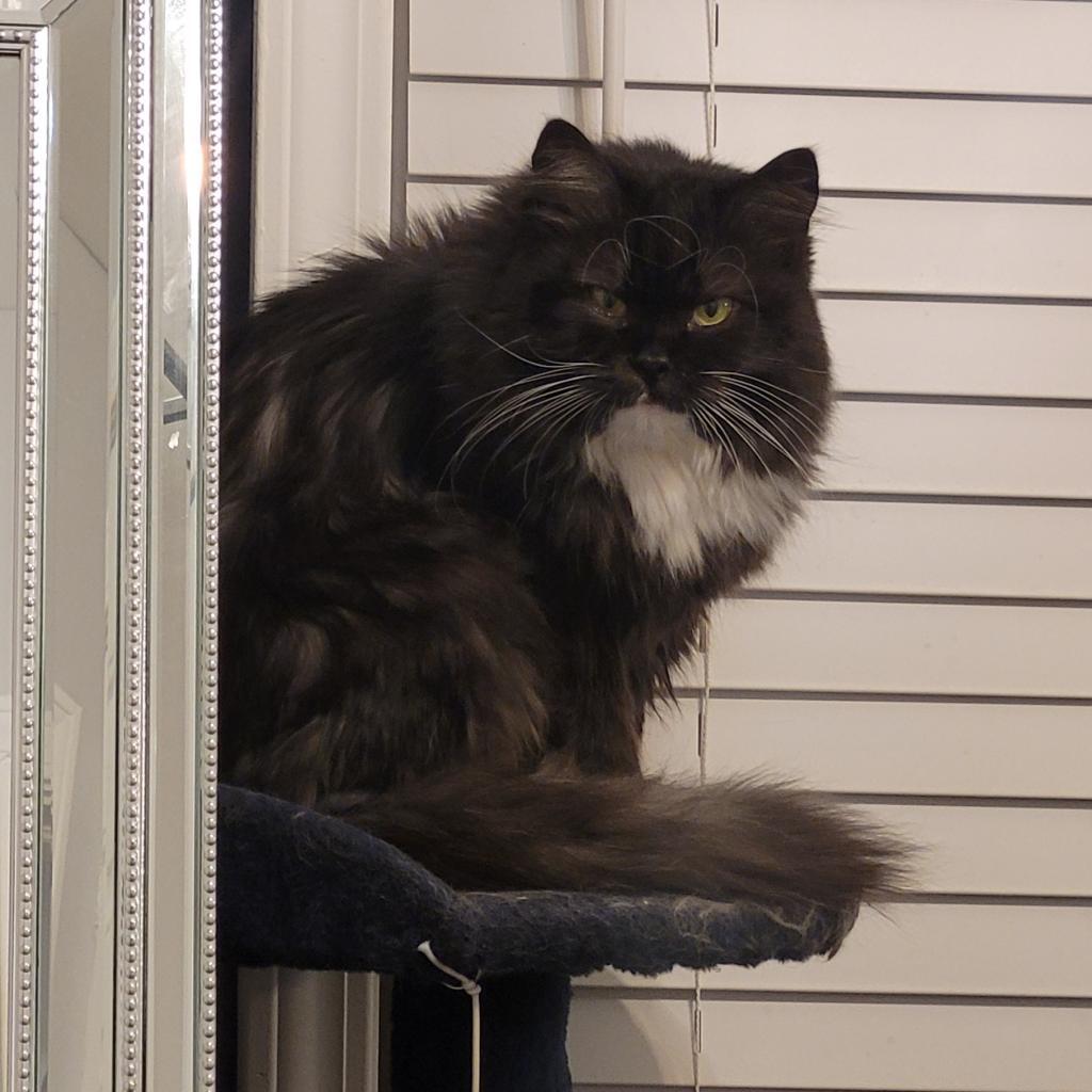 Enlarge Petunia, a Adoptable Domestic Long Hair in Fairport, NY image 4/6
