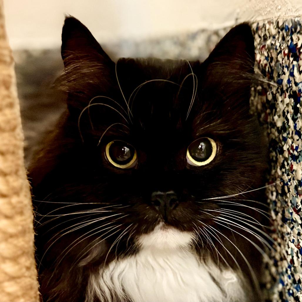 Enlarge Petunia, a Adoptable Domestic Long Hair in Fairport, NY image 5/6