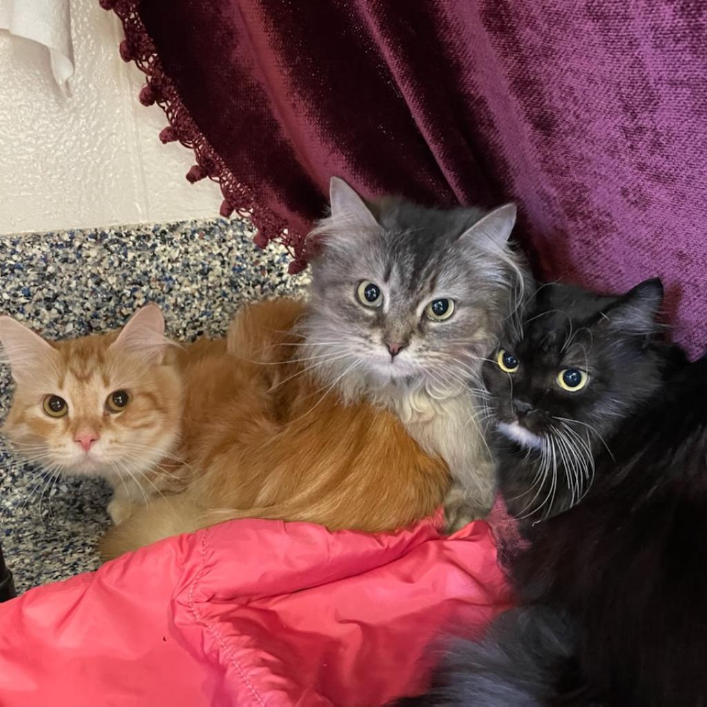 Enlarge Petunia, a Adoptable Domestic Long Hair in Fairport, NY image 6/6