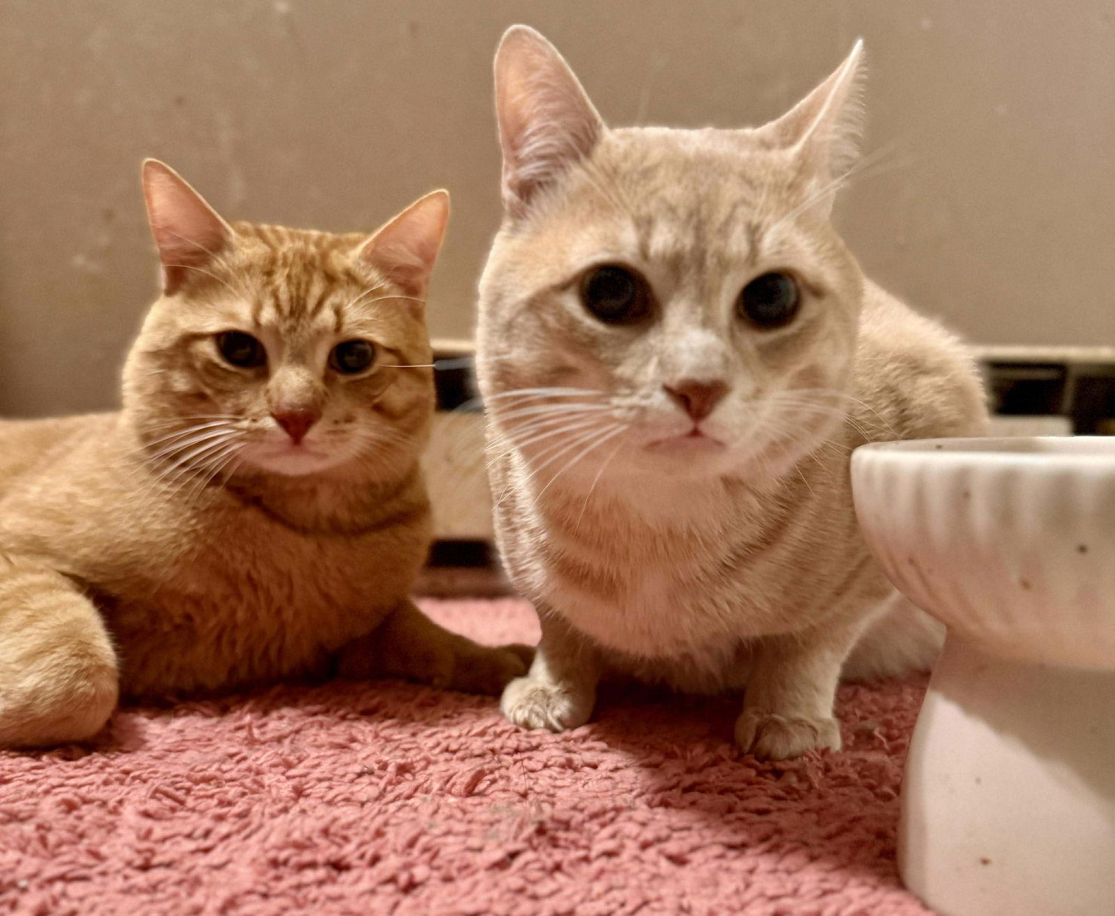 Juice, a Adoptable Domestic Short Hair image 1/3