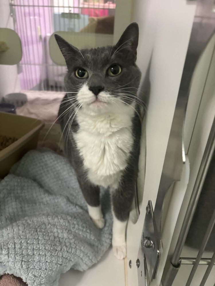 Jax *In Foster*, Adoptable, Adult Male Domestic Short Hair.