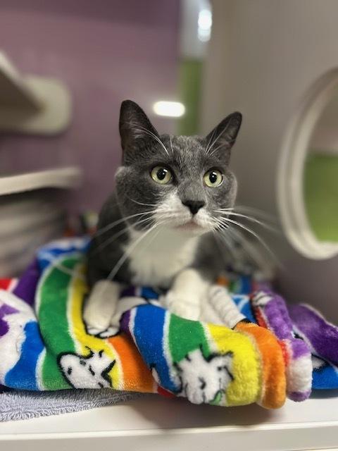 Jax *In Foster*, a Adoptable Domestic Short Hair in Muskegon, MI image 2/5