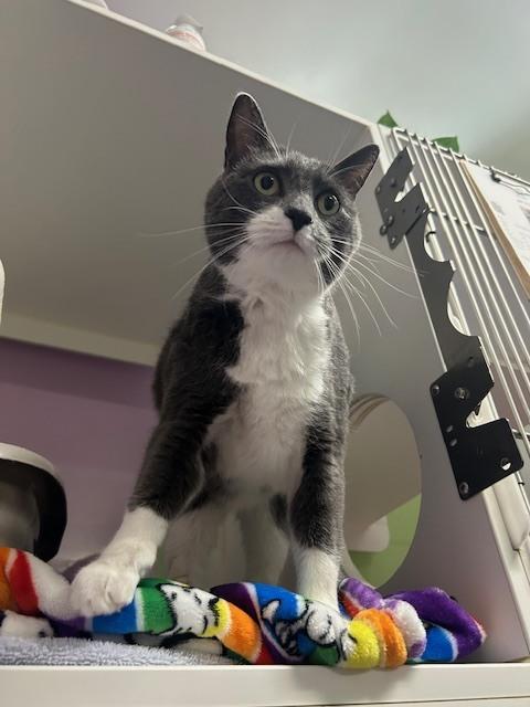 Jax *In Foster*, a Adoptable Domestic Short Hair in Muskegon, MI image 3/5