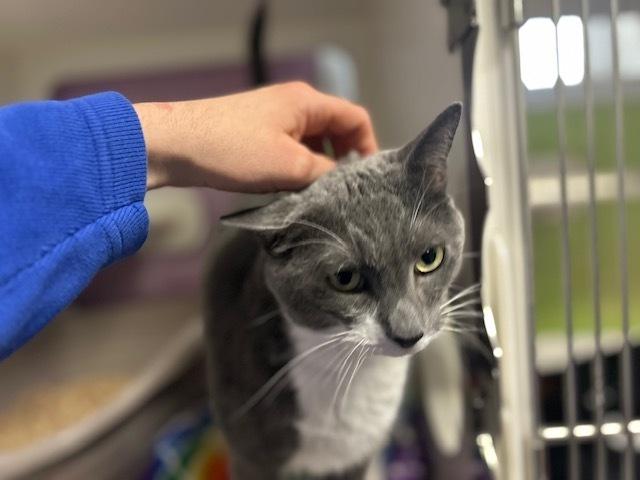 Jax *In Foster*, a Adoptable Domestic Short Hair in Muskegon, MI image 4/5