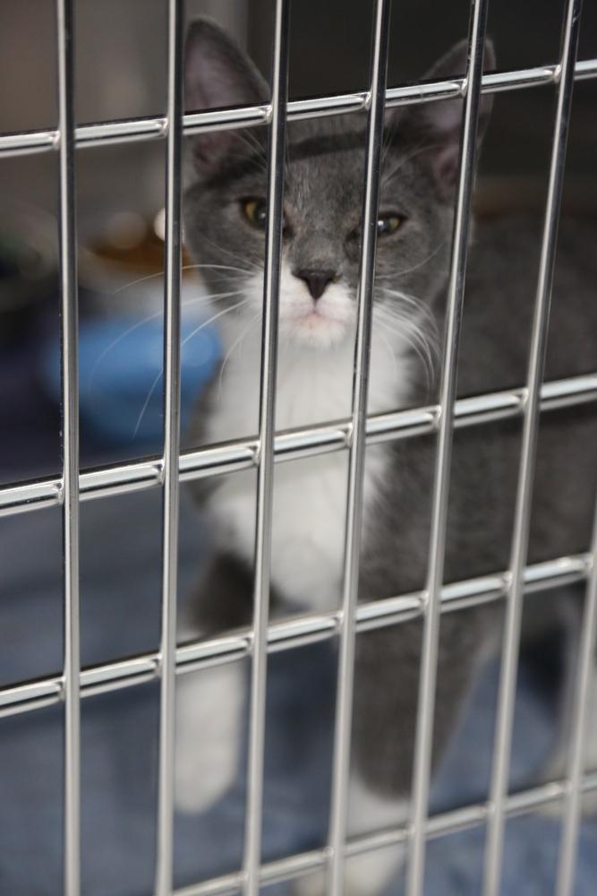 Jax *In Foster*, a Adoptable Domestic Short Hair in Muskegon, MI image 5/5