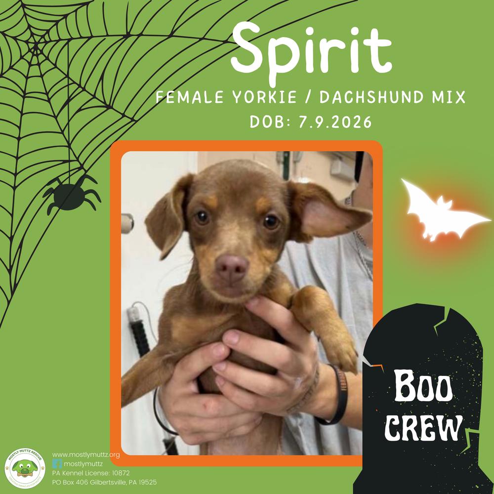 Spirit photo