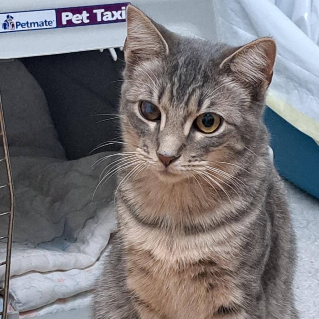 Zeus, Adoptable, Young Male Domestic Short Hair & Domestic Short Hair.