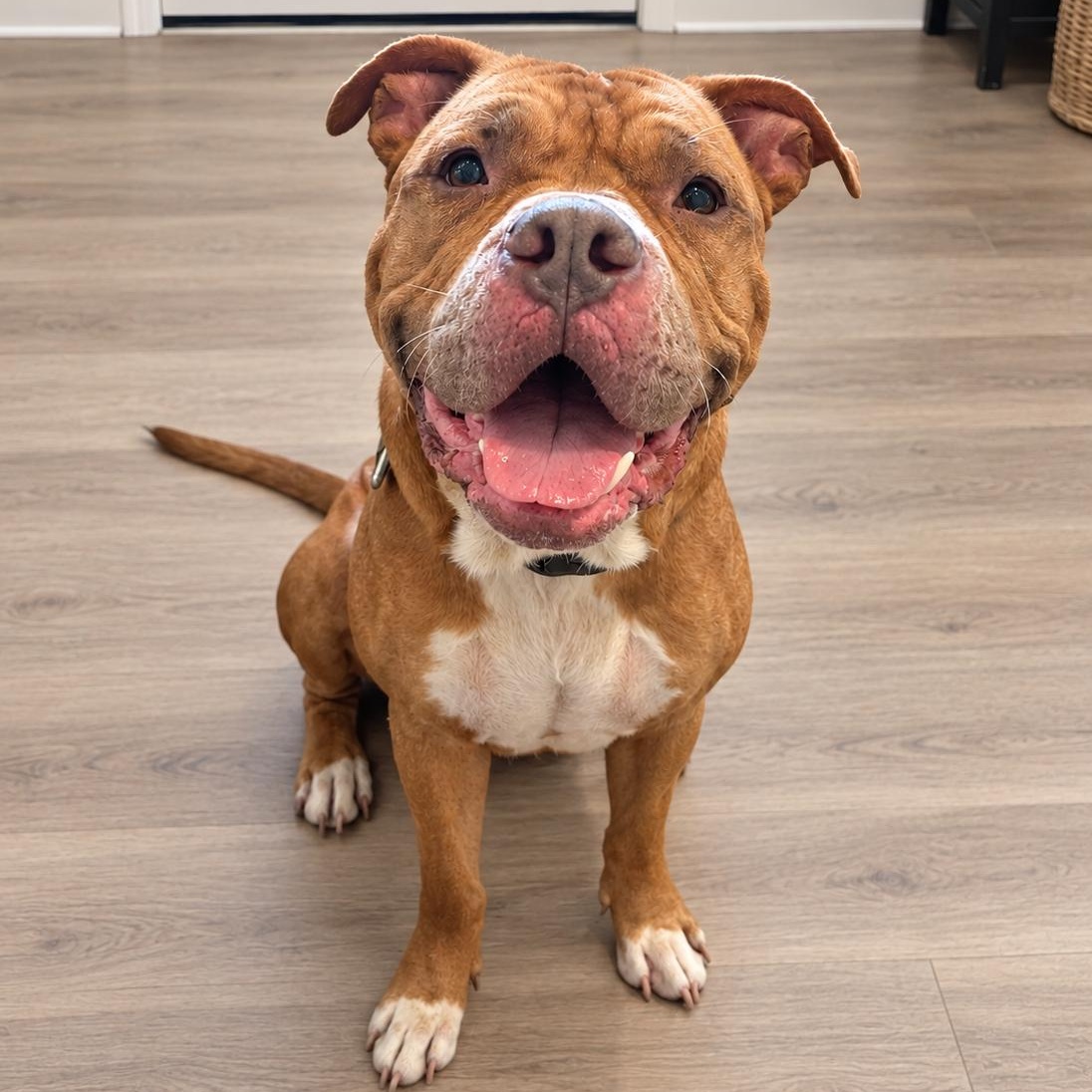 Wally, Adoptable, Adult Male Mastiff & Dogue de Bordeaux.