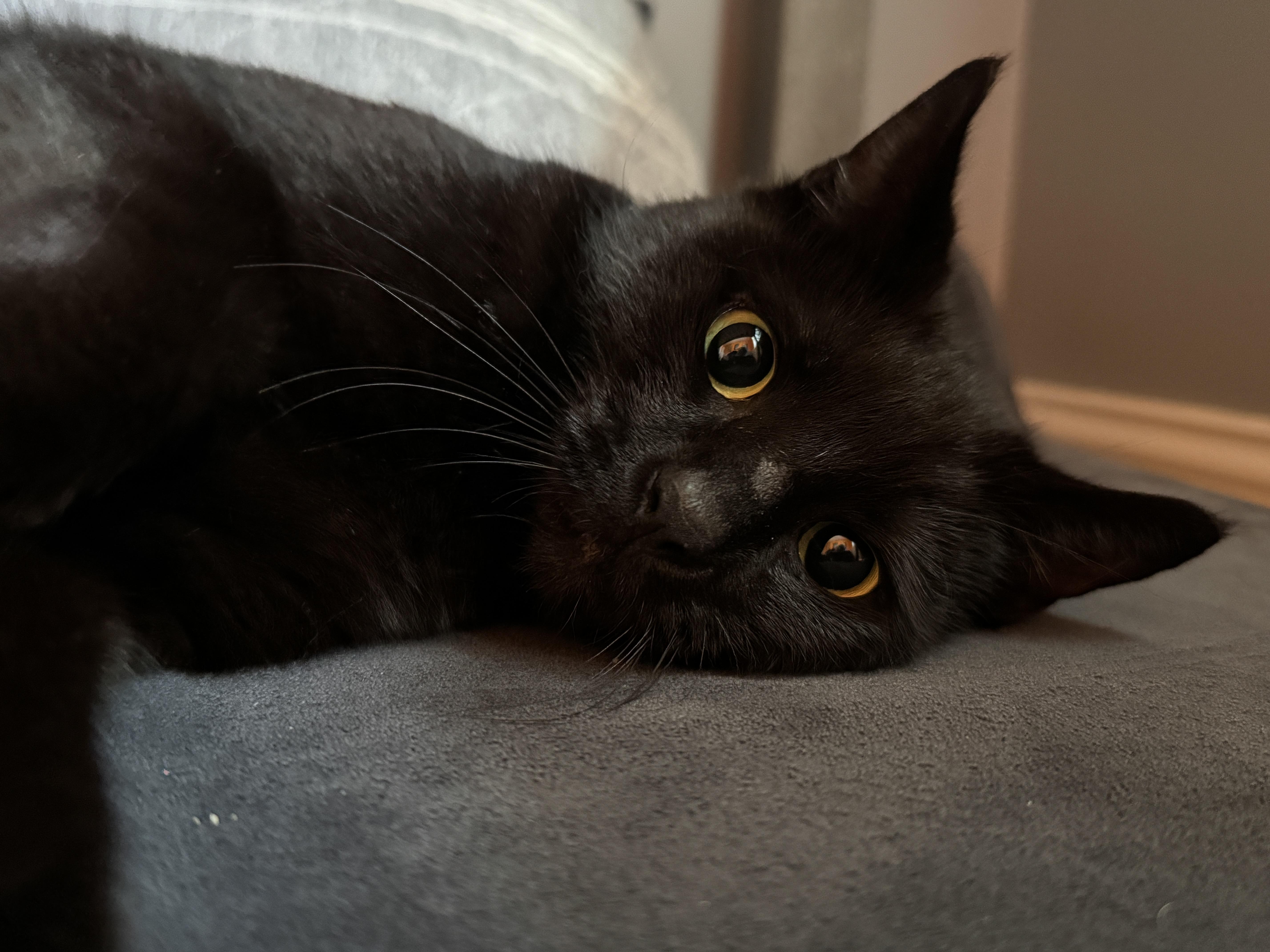 Enlarge FoundHeart, a ADOPTABLE Domestic Short Hair in Chesapeake Beach, MD image 1/2