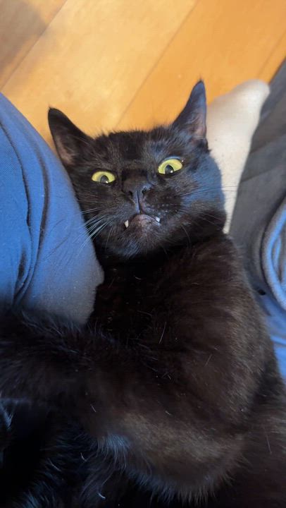 Enlarge FoundHeart, a ADOPTABLE Domestic Short Hair in Chesapeake Beach, MD video 2/2