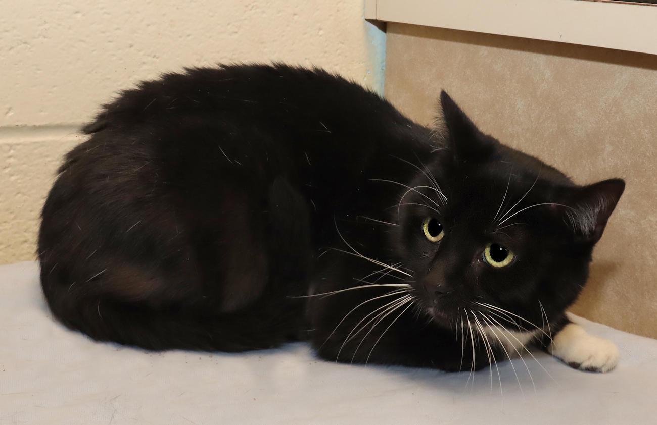 Enlarge Dustin, an adopted Domestic Short Hair in Euclid, OH image 5/5