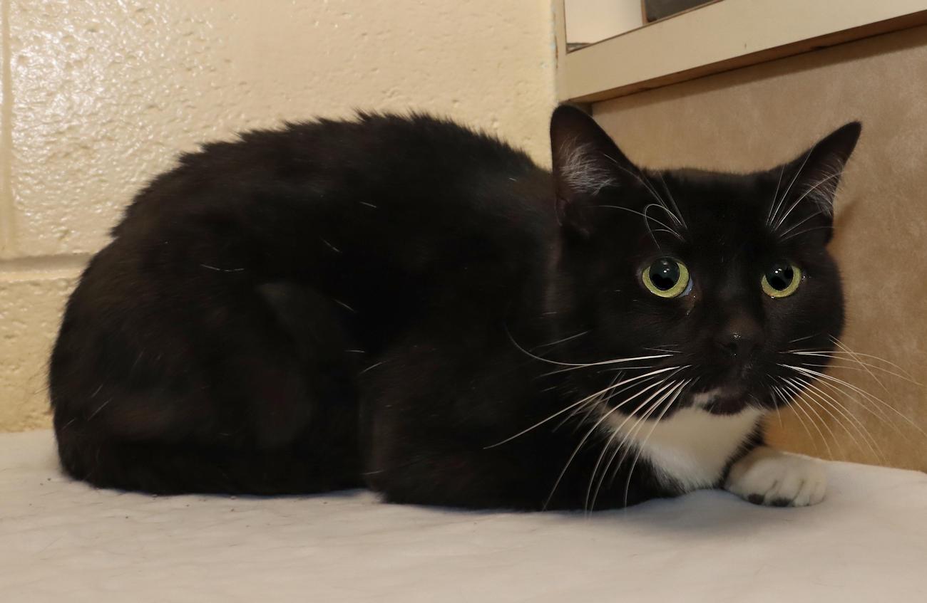 Enlarge Dustin, an adopted Domestic Short Hair in Euclid, OH image 3/5
