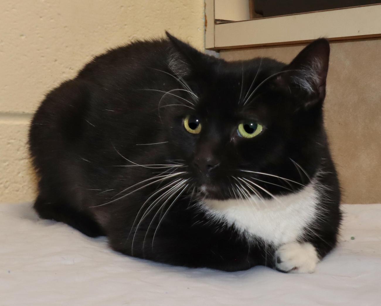 Enlarge Dustin, an adopted Domestic Short Hair in Euclid, OH image 2/5