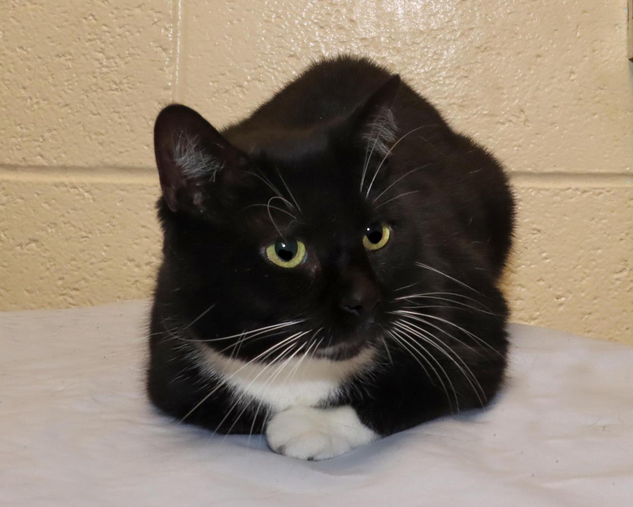 Enlarge Dustin, an adopted Domestic Short Hair in Euclid, OH image 4/5