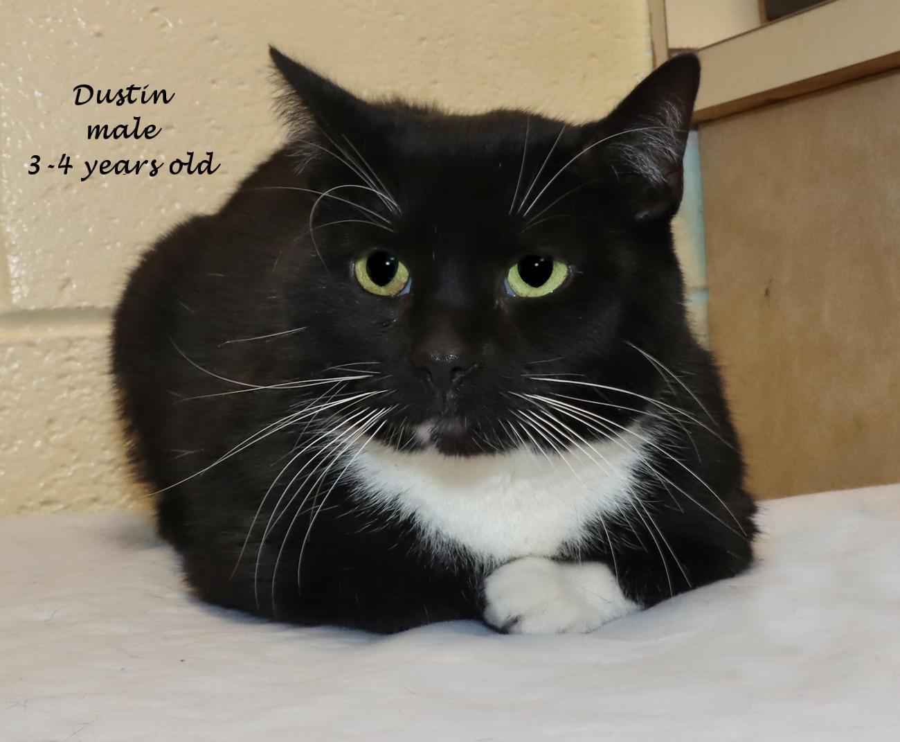Enlarge Dustin, an adopted Domestic Short Hair in Euclid, OH image 1/5