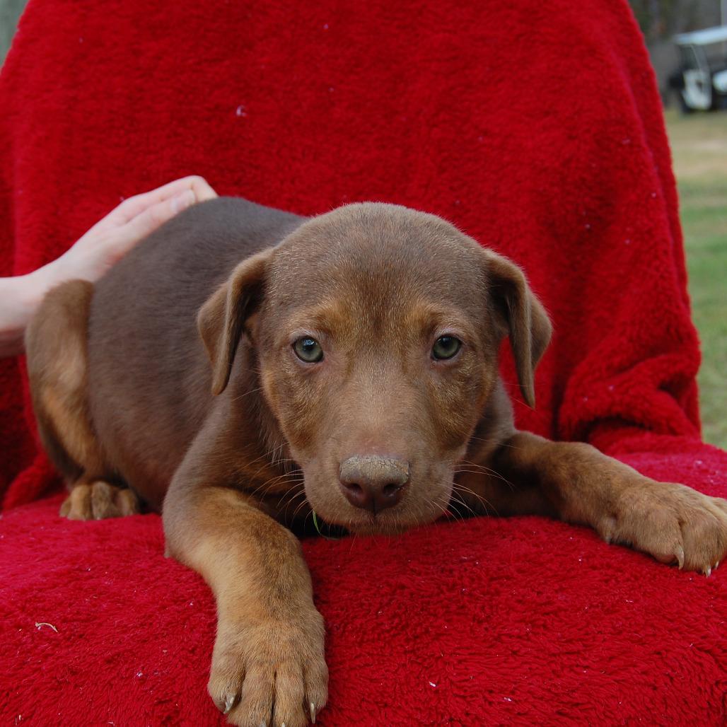Enzo, Adoptable, Puppy Female Labrador Retriever.