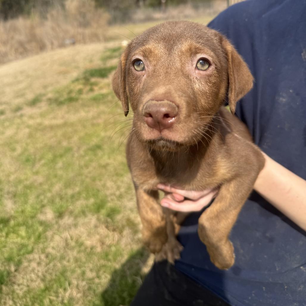 Enzo, a Adoptable mixed breed in Hattiesburg, MS image 2/3