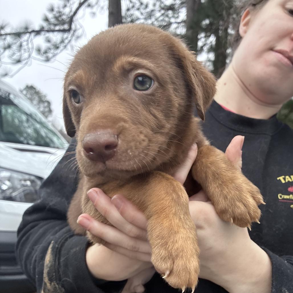 Enzo, a Adoptable mixed breed in Hattiesburg, MS image 3/3
