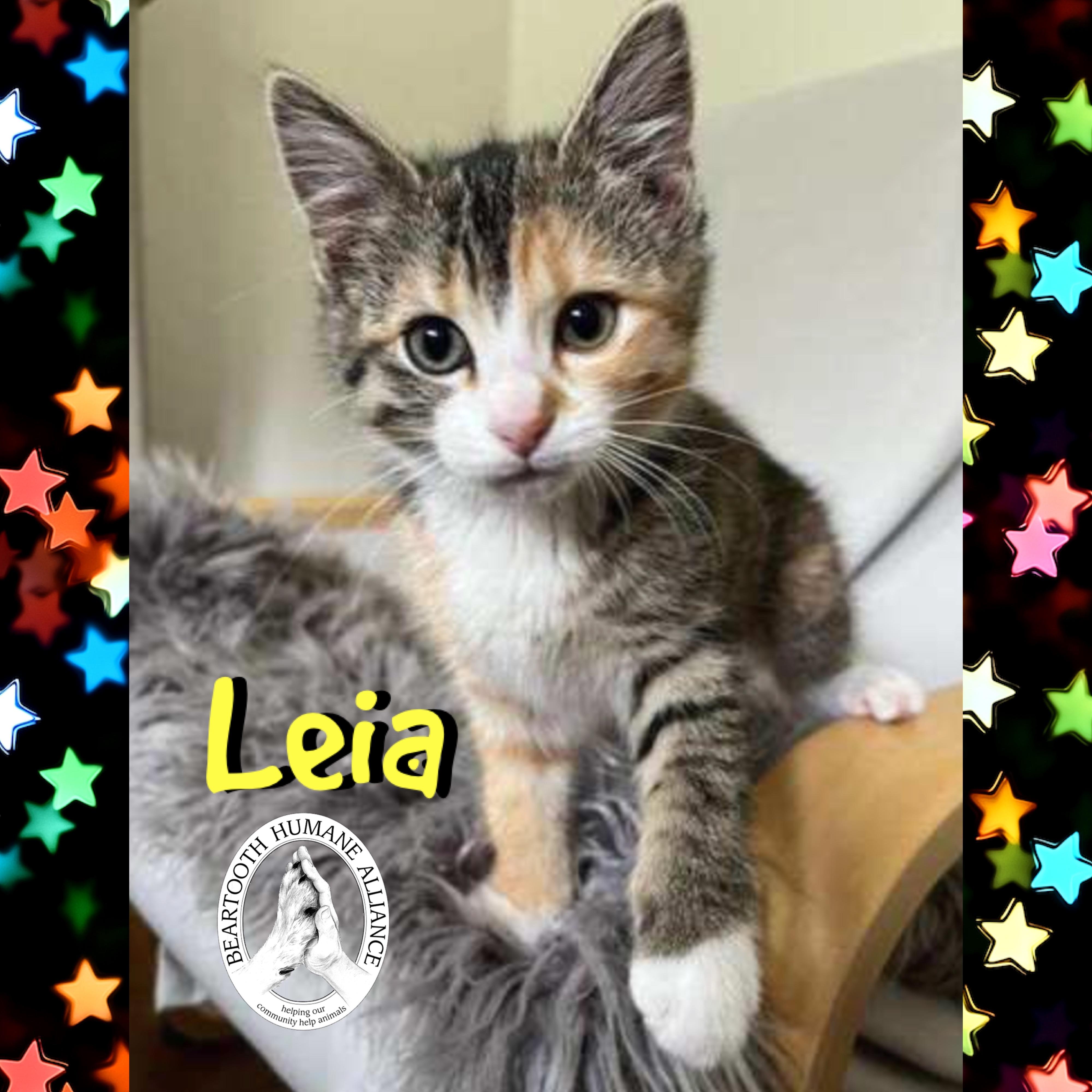 Enlarge Leia, an adopted mixed breed in Red Lodge, MT image 1/1