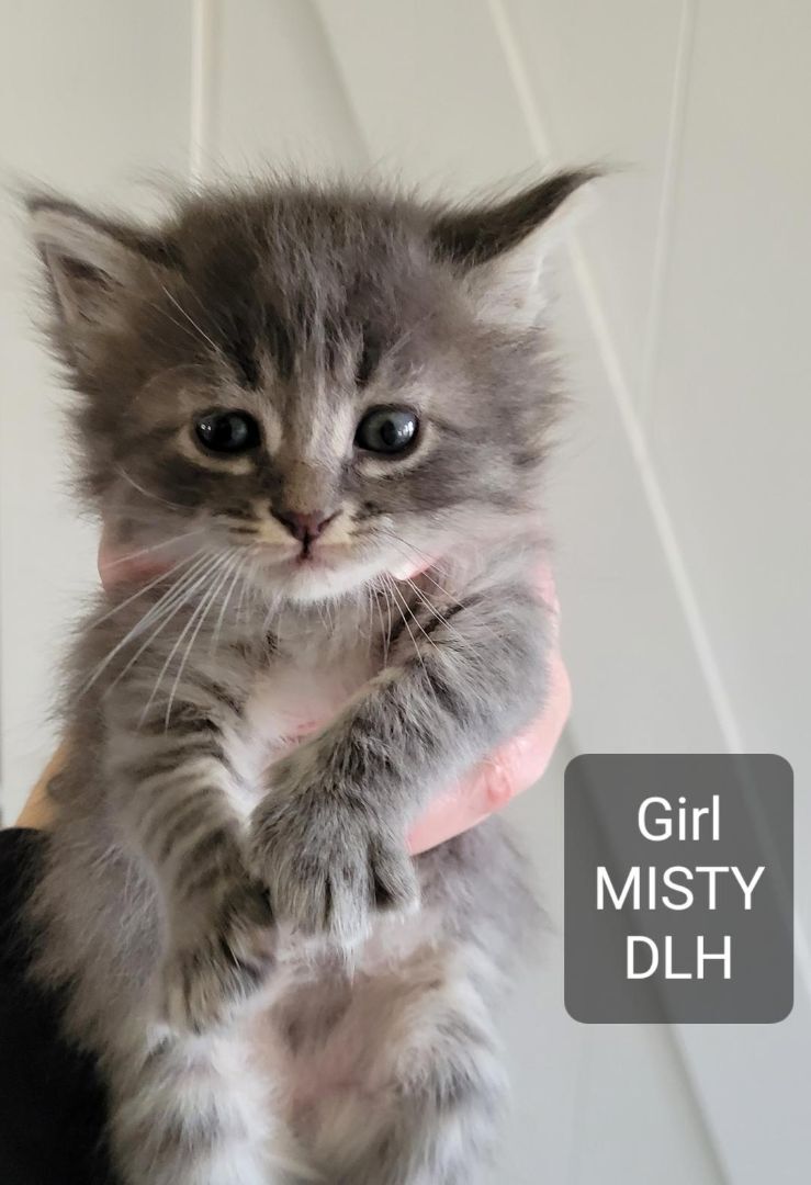 MISTY, Adopted, Kitten Female Maine Coon & Ragamuffin.