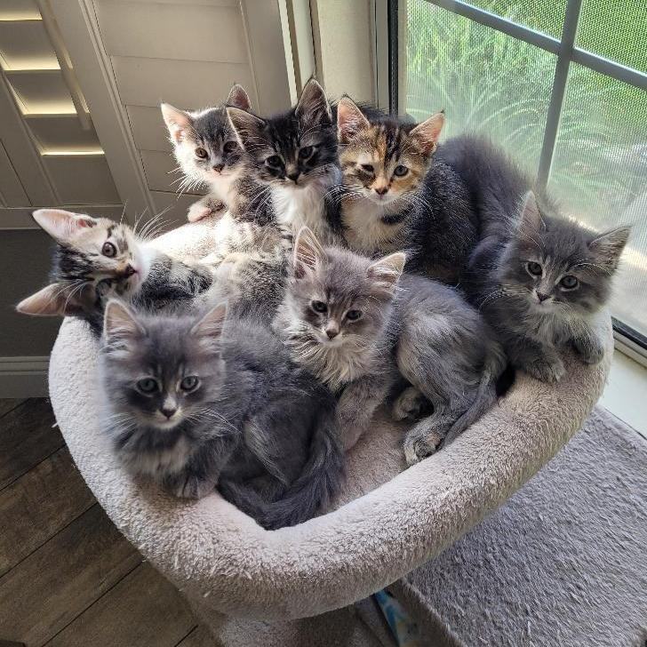 MISTY, a Adopted mixed breed in Escalon, CA image 3/6