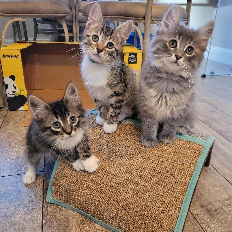 MISTY, a Adopted mixed breed in Escalon, CA image 4/6