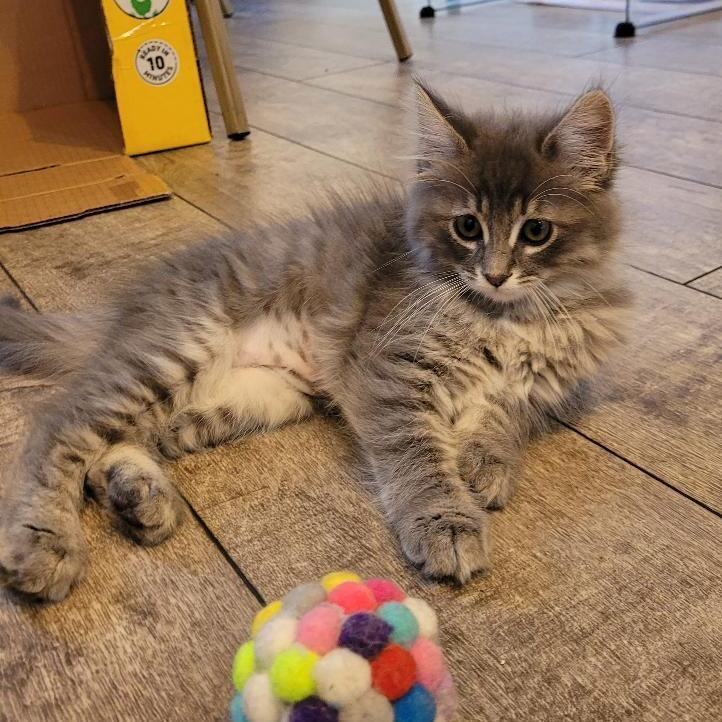 MISTY, a Adopted mixed breed in Escalon, CA image 5/6