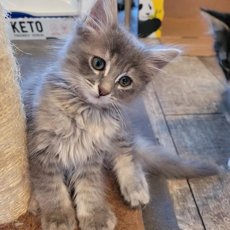 MISTY, a Adopted mixed breed in Escalon, CA image 6/6