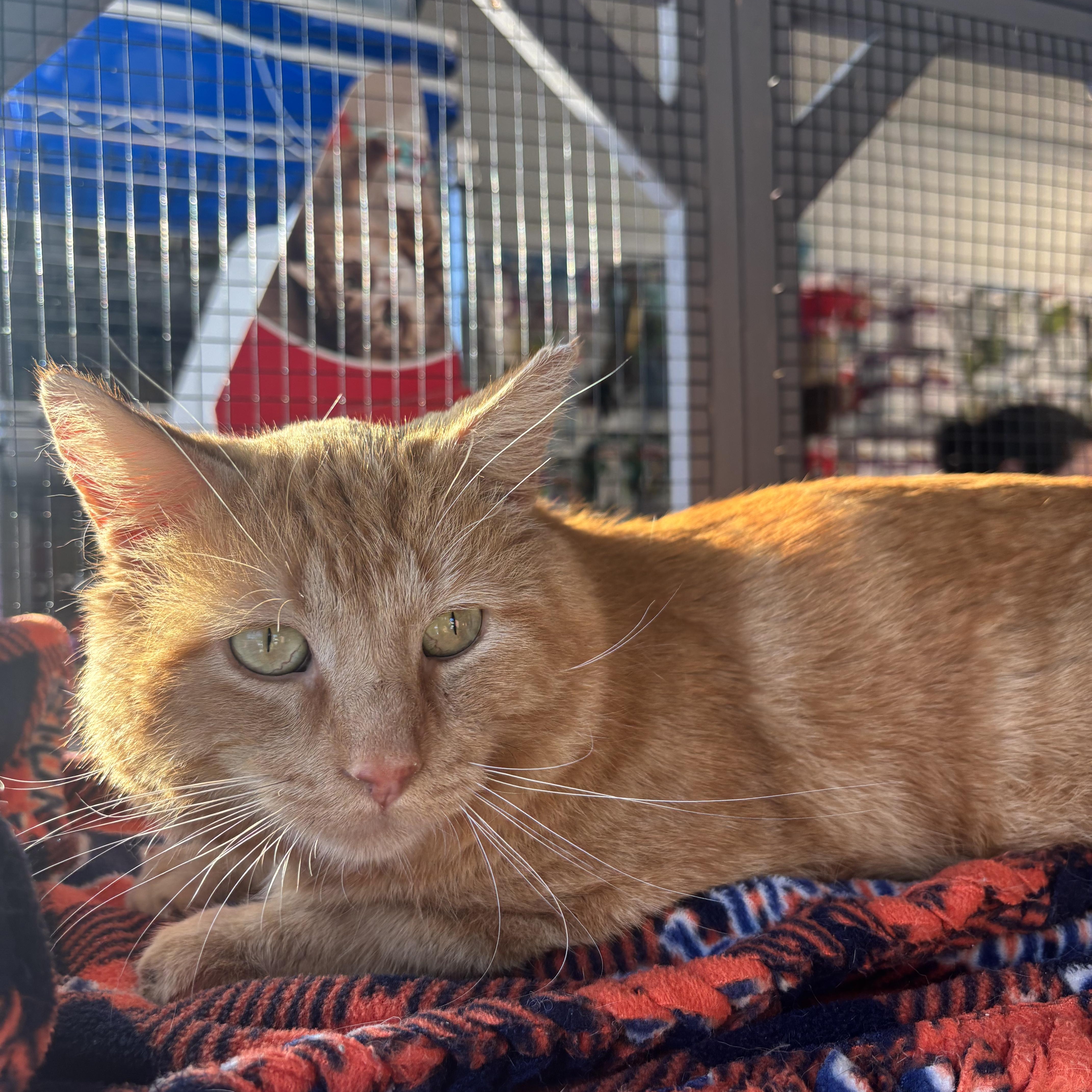 Enlarge Garfield , an adopted Domestic Short Hair in Pardeeville, WI image 4/4