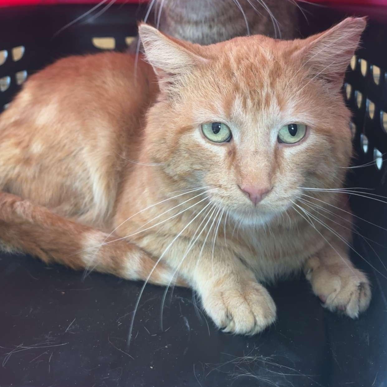 Enlarge Garfield , an adopted Domestic Short Hair in Pardeeville, WI image 3/4