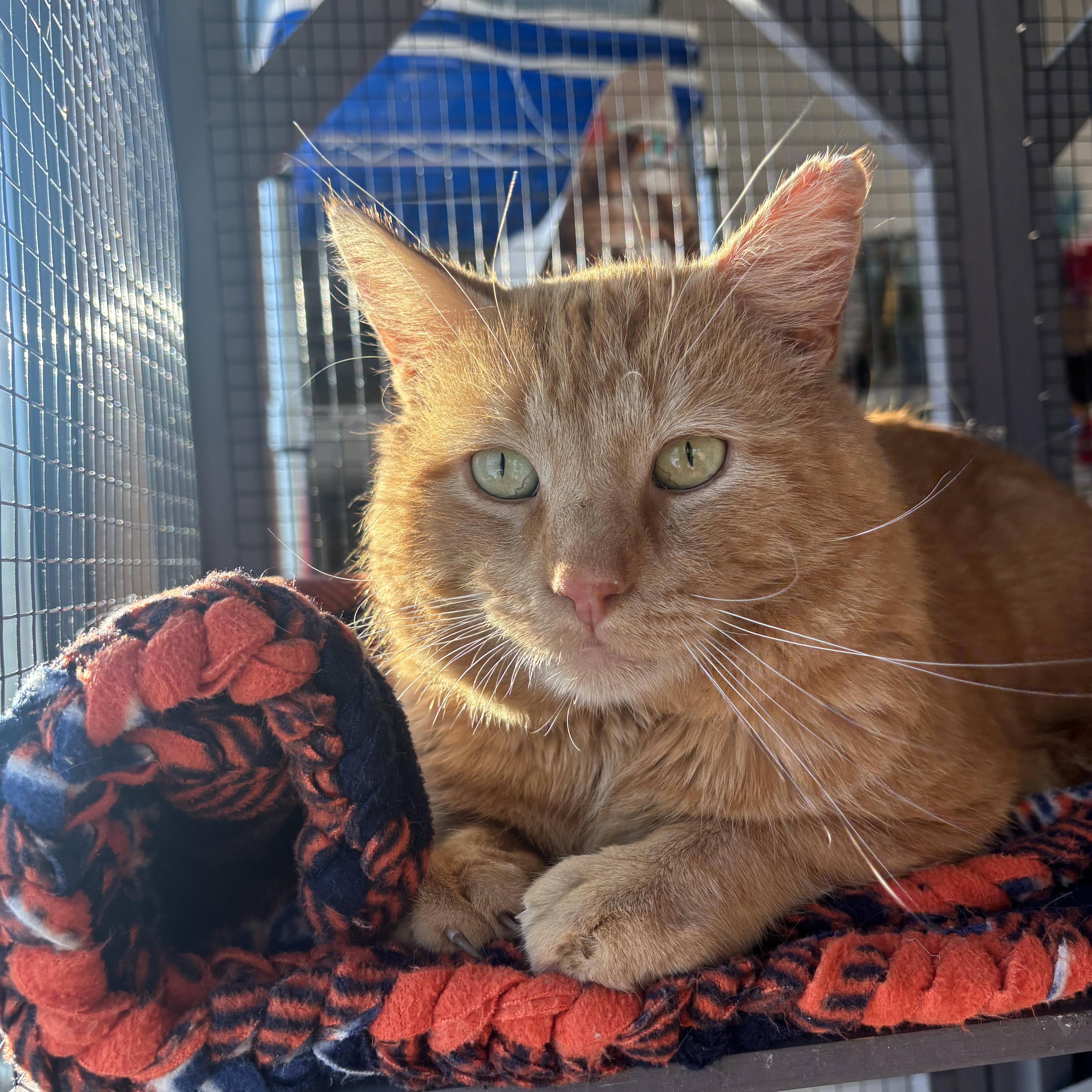 Garfield , adopted, Adult Male Domestic Short Hair.