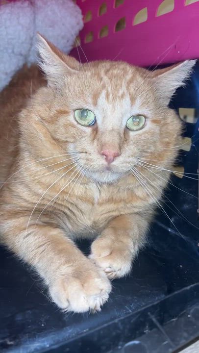 Enlarge Garfield , an adopted Domestic Short Hair in Pardeeville, WI video 2/4