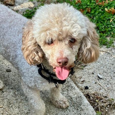 Perry, Adoptable, Adult Male Poodle.