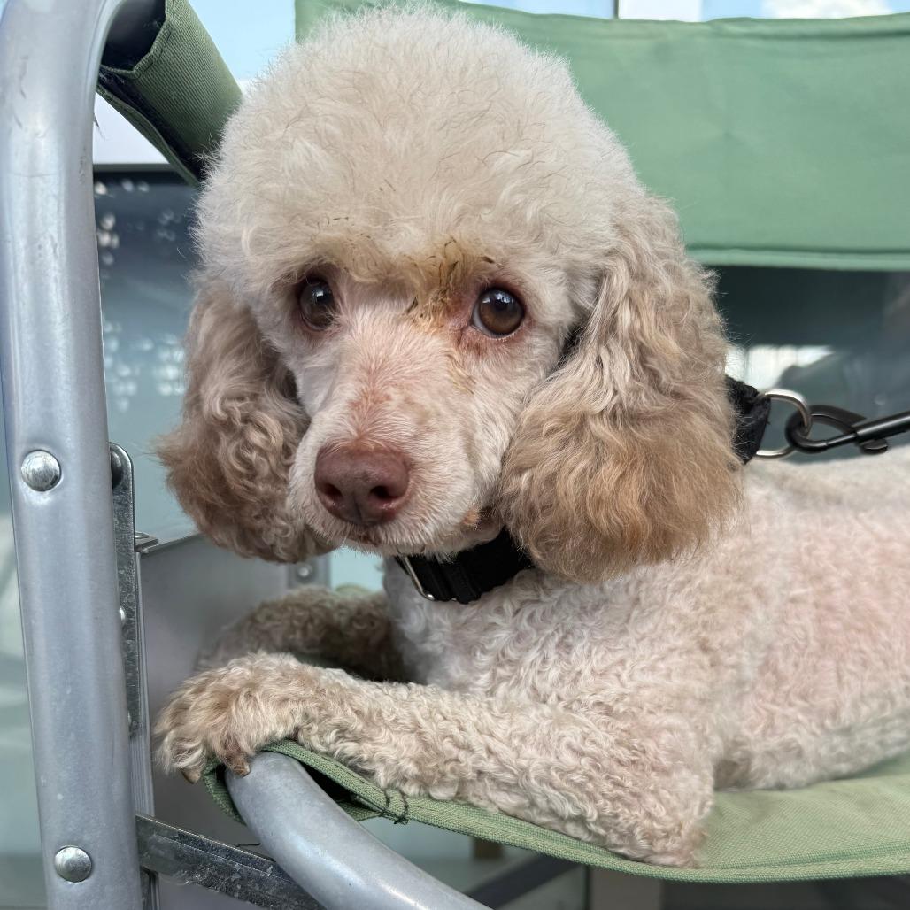 Perry, Adoptable, Adult Male Poodle.