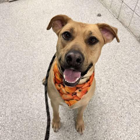 Atlas, Adoptable, Adult Male Yellow Labrador Retriever.