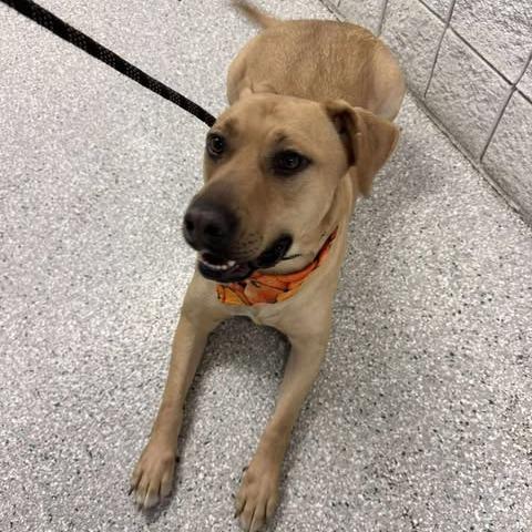 Enlarge Atlas, a Adoptable mixed breed in Manhattan, KS image 3/5