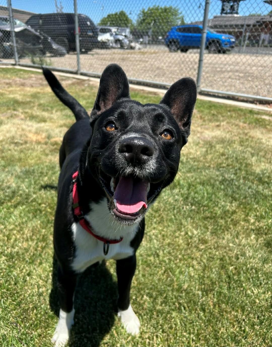 Jack, Adopted, Young Male Cattle Dog.