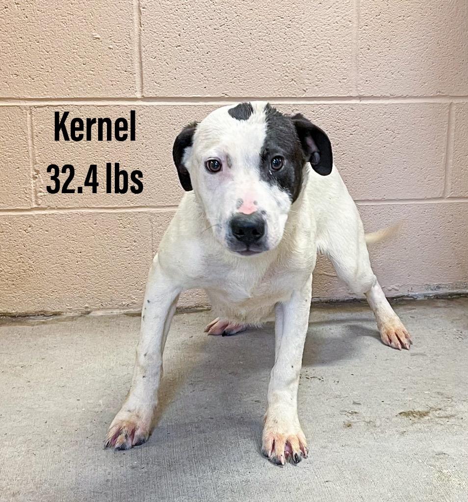 Kernel, Adoptable, Puppy Male Staffordshire Bull Terrier & Labrador Retriever.