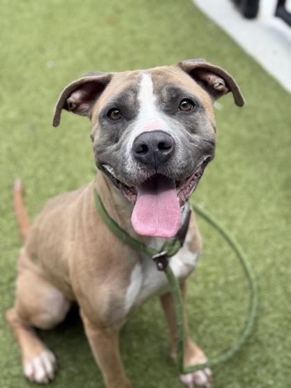 Enlarge Goobie Loobie, a Adoptable mixed breed in Atlanta, GA image 1/3