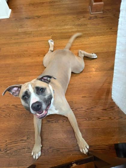 Enlarge Goobie Loobie, a Adoptable mixed breed in Atlanta, GA image 2/3