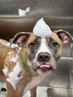 Enlarge Goobie Loobie, a Adoptable mixed breed in Atlanta, GA image 3/3