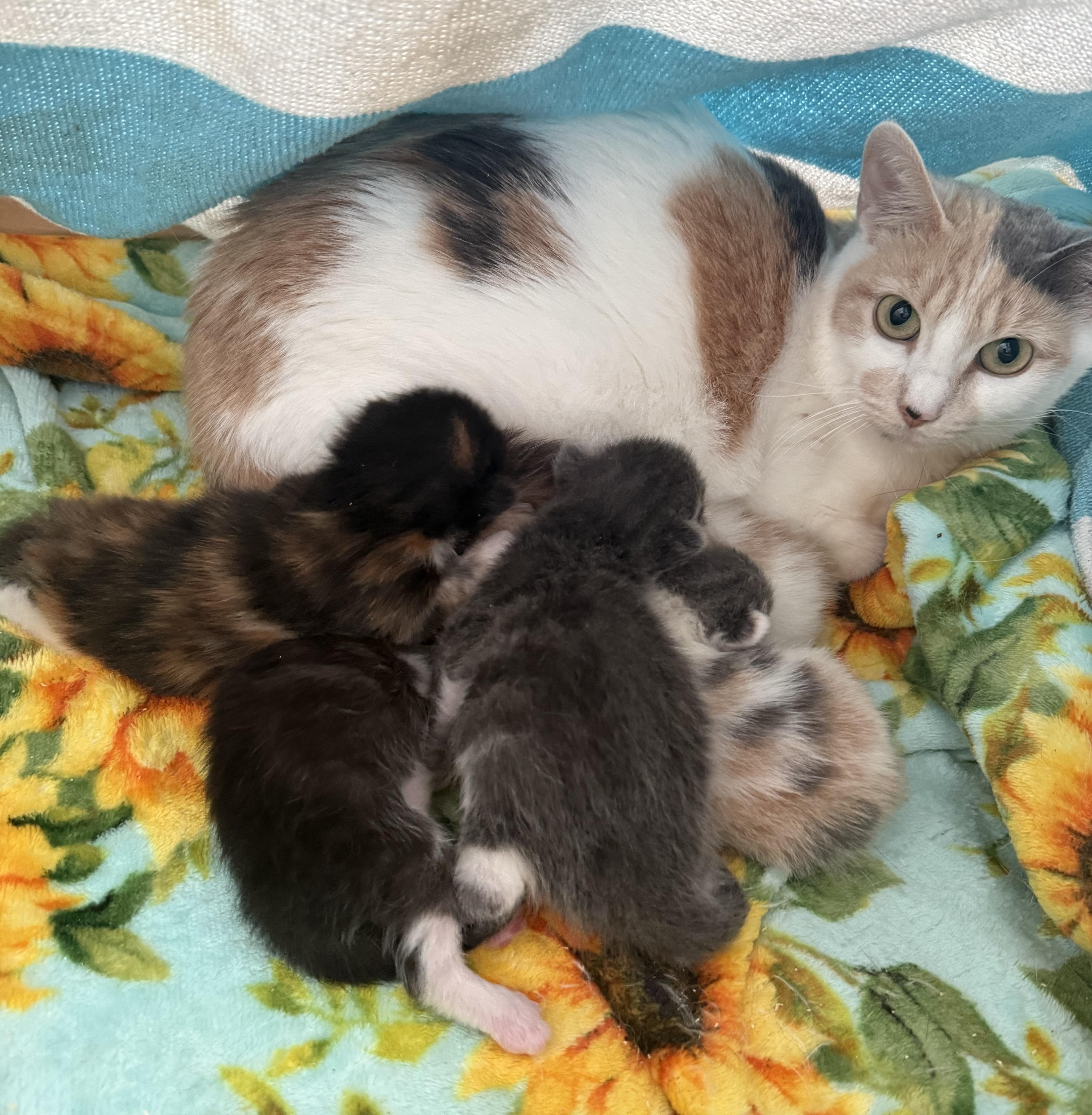 Stella, an adoptable Dilute Calico in Stanstead, QC image 3/4