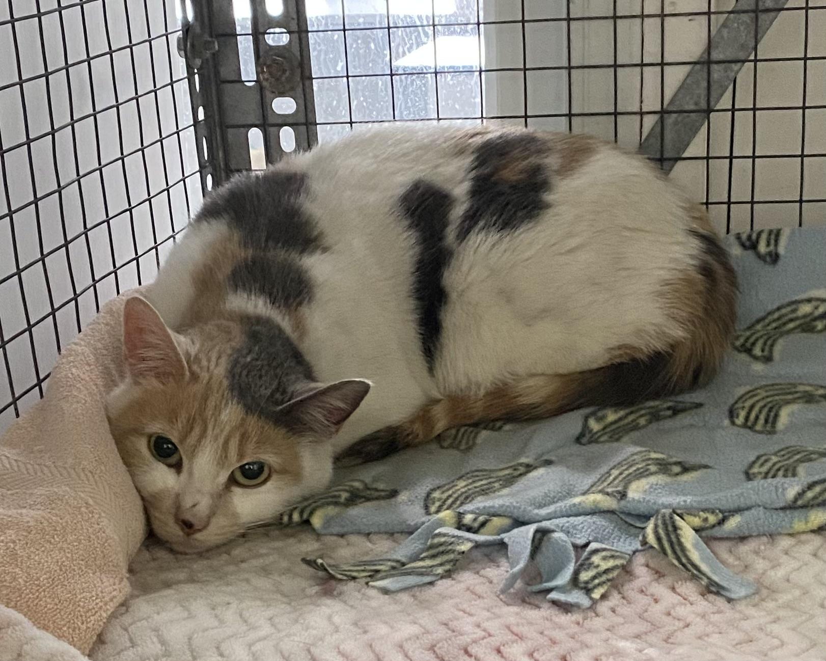 Stella, an adoptable Dilute Calico in Stanstead, QC image 4/4