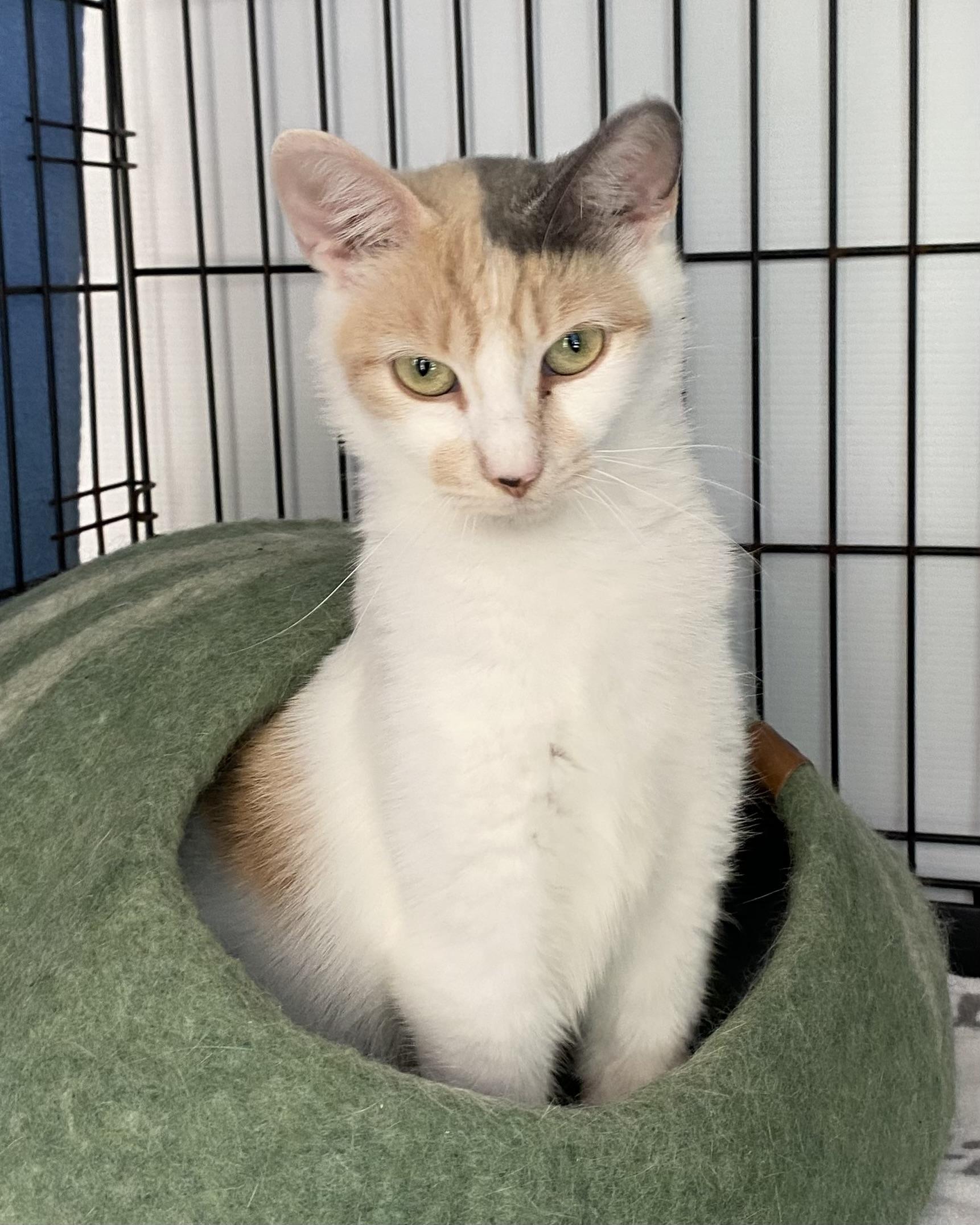 Stella, an adoptable Dilute Calico in Stanstead, QC image 3/4