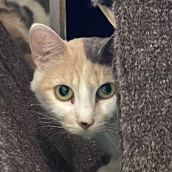 Stella, adoptable, Young Female Dilute Calico.